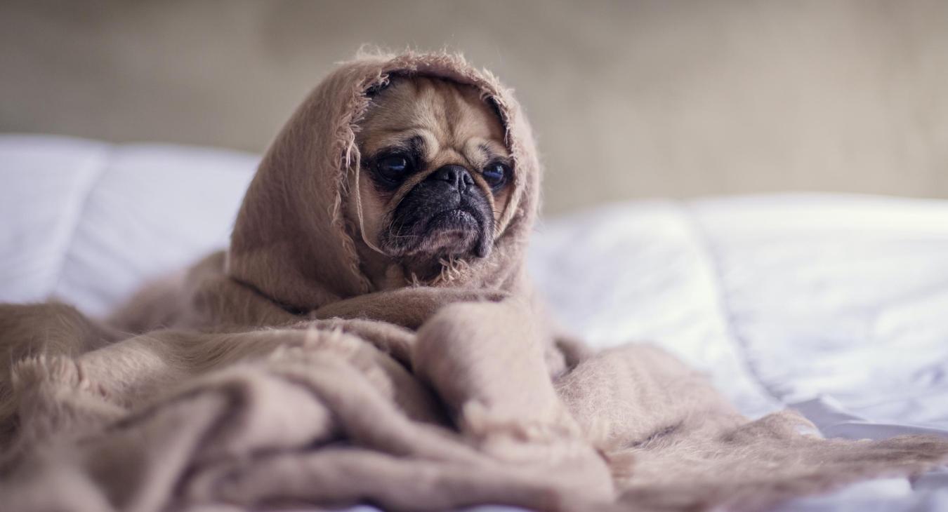 Puppy in blanket 